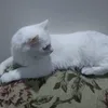 Someone