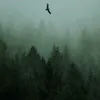 Someone