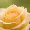 Someone