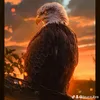 Someone