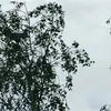 Someone