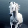 Someone