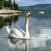 Someone
