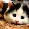 Someone