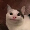 AndiArbeit 🐈