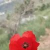 Someone