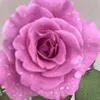 Someone