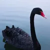 Someone