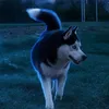 Someone