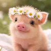 Someone