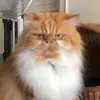 Someone