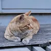 Someone