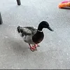 Someone