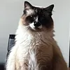 Someone