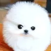 Someone