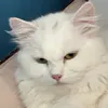 Someone
