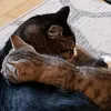 Someone