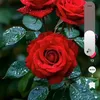 Someone