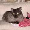 Someone