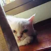 Someone