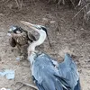 Someone