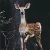 Someone