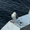 Someone