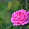 Someone