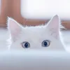Someone