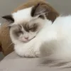 Someone