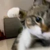 Someone