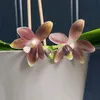 Someone