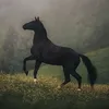 Someone