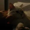 Someone