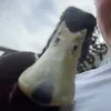 Someone
