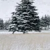 Someone