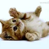 Someone