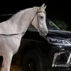 Someone