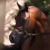 Someone