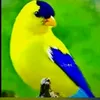 Someone
