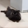 Someone