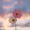 Someone