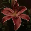 Someone