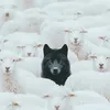 Someone