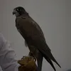 Someone