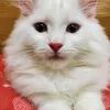 Someone