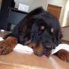 大頭不生蛋