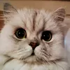 Someone