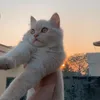Someone