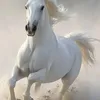 Someone